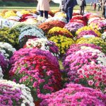 chryzantemy, kwiaty na błoniach, 29.10 (5)