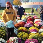 chryzantemy, kwiaty na błoniach, 29.10 (6)