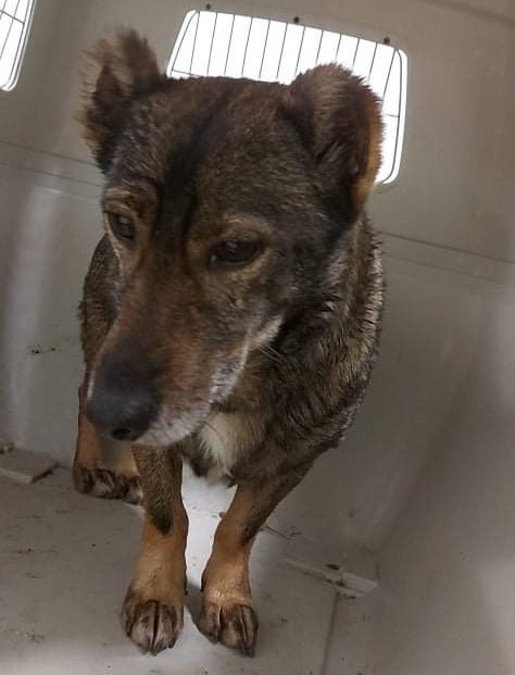 Pies czeka na właściciela