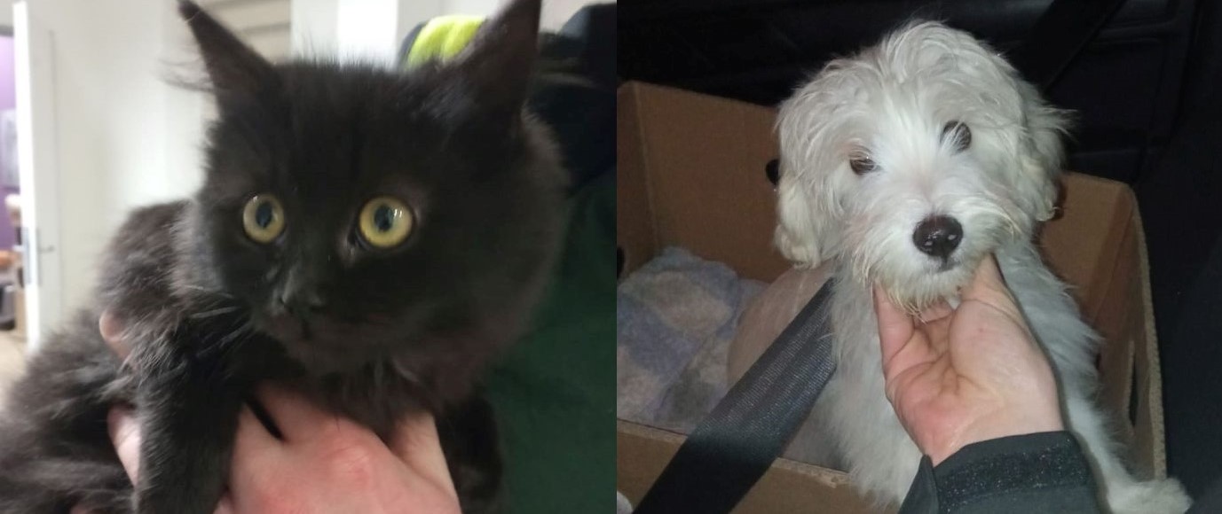 Znaleziono psa i kota