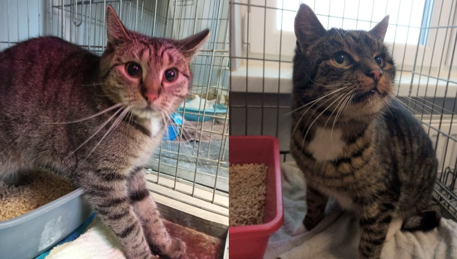 Koty czekają na właścicieli