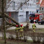 powalone drzewo (2)