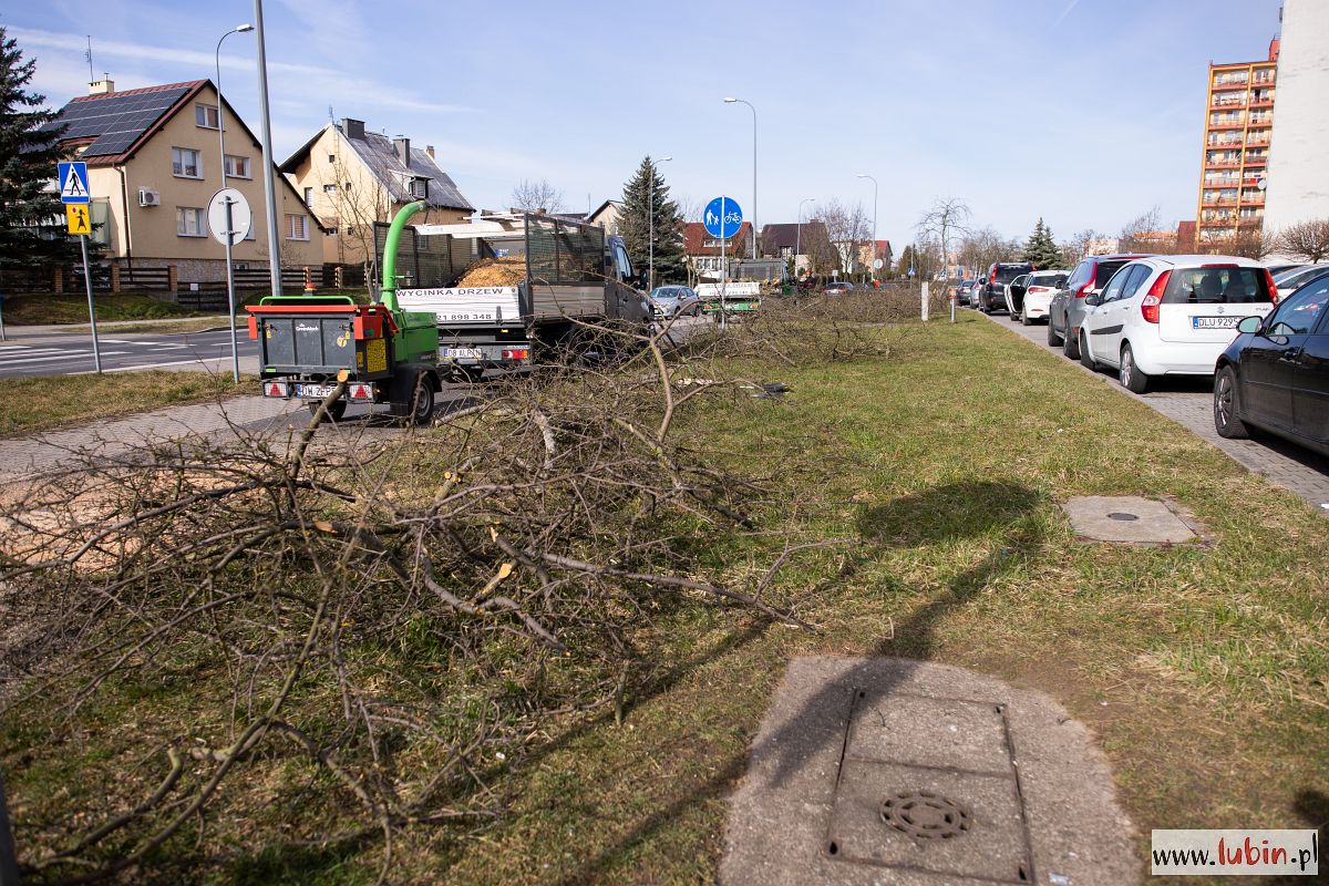 W miejsce zamierających posadzą nowe