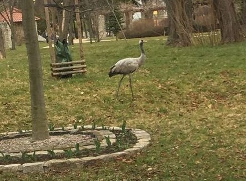 Żuraw w centrum miasta. Uciekł z zoo?