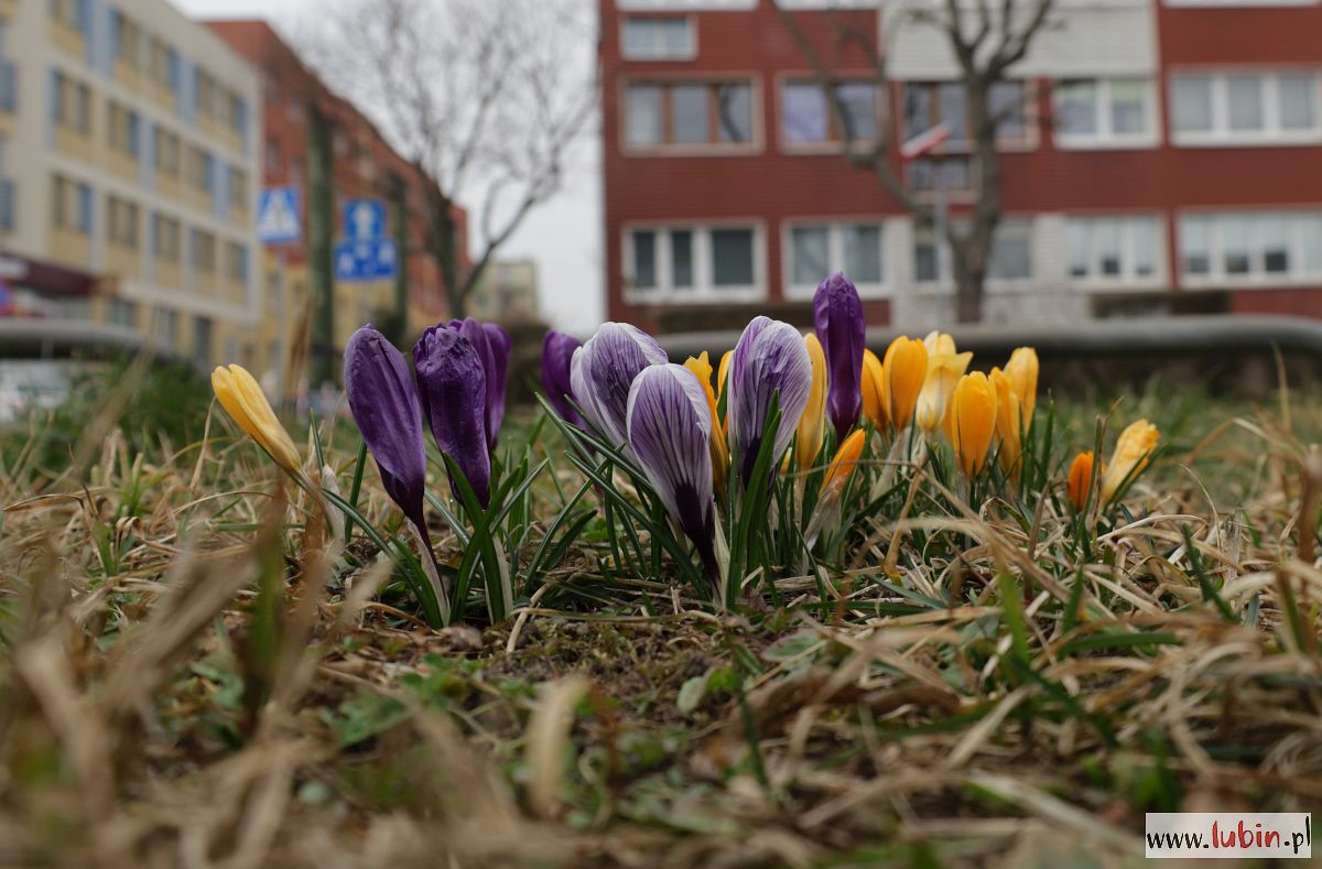 Zakwitną ich tysiące – najpierw krokusy, potem tulipany