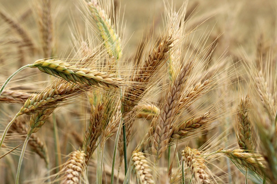 Polsce nie grożą niedobory zbóż