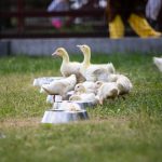 urodziny, zoo, 2022 (8)