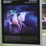 Noc Dinozaurów 2022, 13.08.2022 r., zoo lubin (4)
