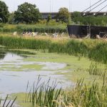 Odra, rtęć, ryby (10)