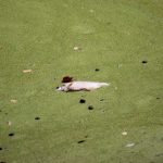 Odra, rtęć, ryby (12)