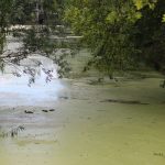 Odra, rtęć, ryby (13)