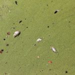 Odra, rtęć, ryby (18)