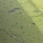 Odra, rtęć, ryby (22)