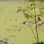 Odra, rtęć, ryby (24)