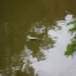 Odra, rtęć, ryby (26)