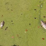 Odra, rtęć, ryby (28)