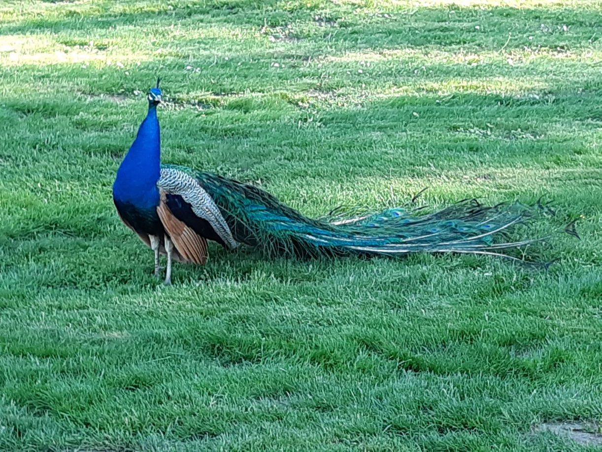 Dręczą pawie i dokarmiają zwierzęta w zoo