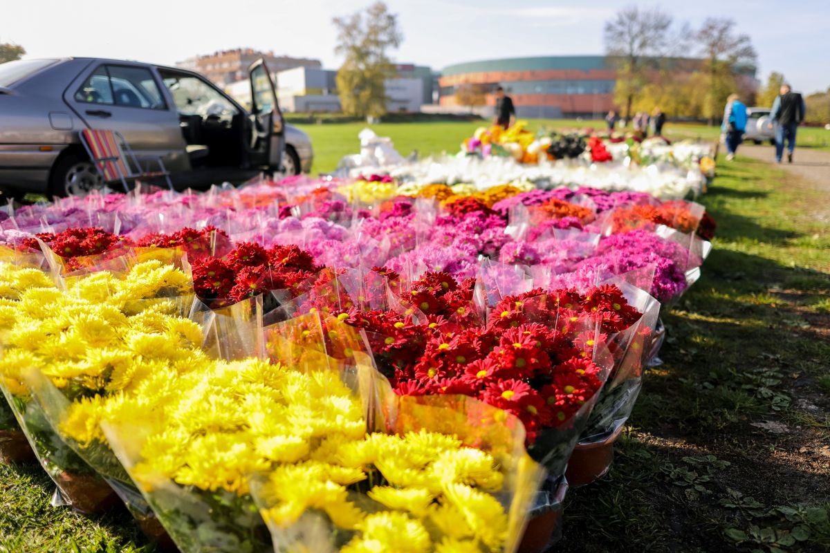 Sprzedają chryzantemy i znicze na błoniach