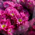 chryzantemy, kwiaty (3)