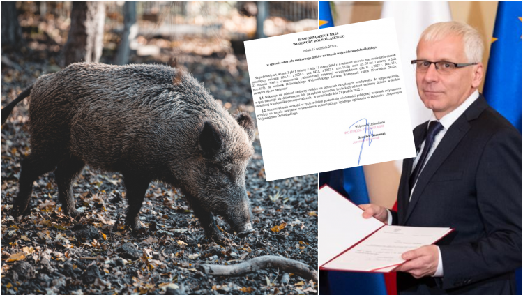Wojewoda nakazał zastrzelić prawie 2,3 tysiąca dzików