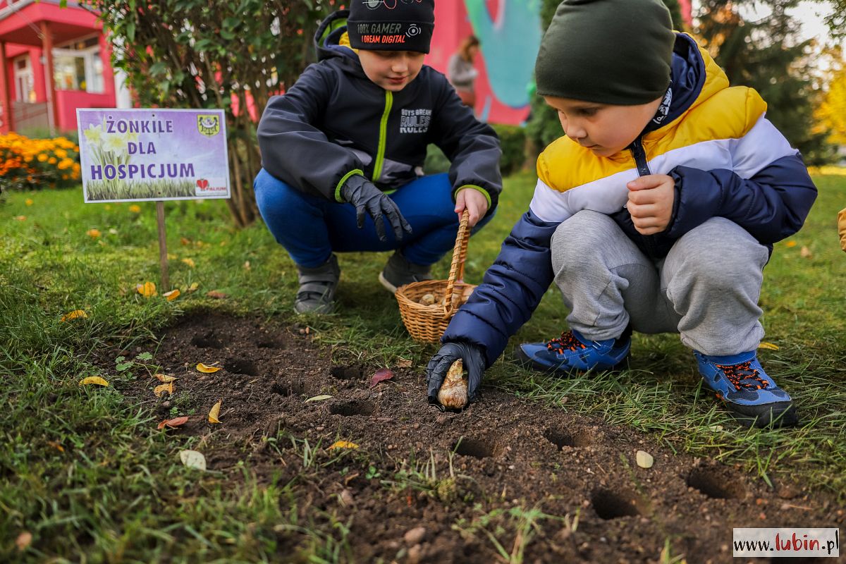 Żółty symbol nadziei i podziękowanie dla lubinian