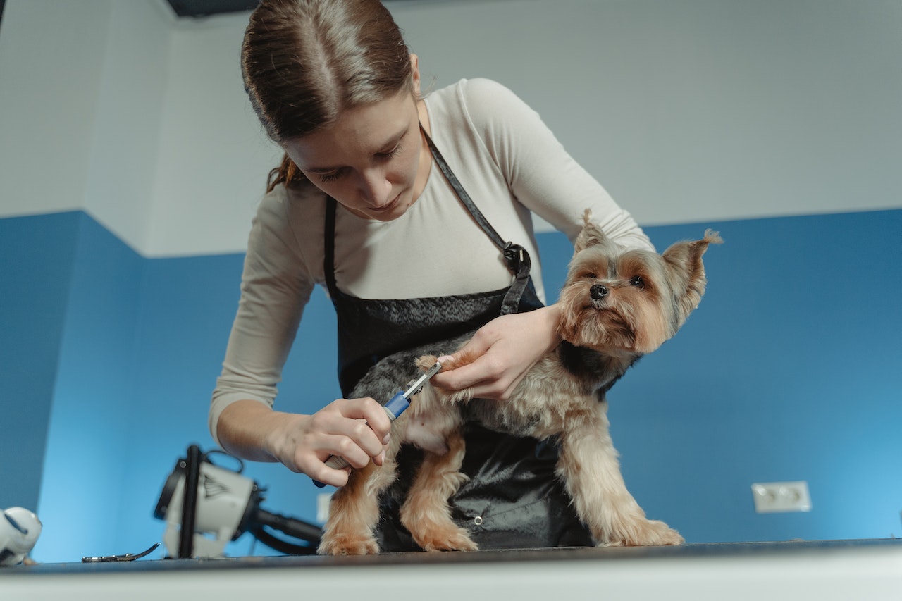 Groomer, kosmetyczka i budowlaniec najpopularniejsi