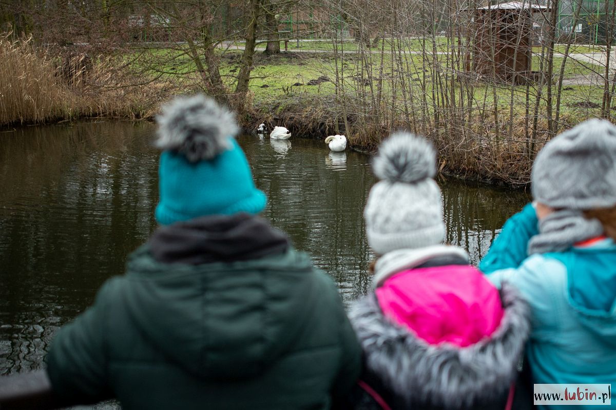 Zoo zaprasza na spacer i liczenie ptaków