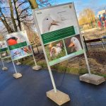 wystawa plenerowa, zoo, ścieżka przyrodnicza (1)