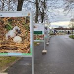 wystawa plenerowa, zoo, ścieżka przyrodnicza (2)