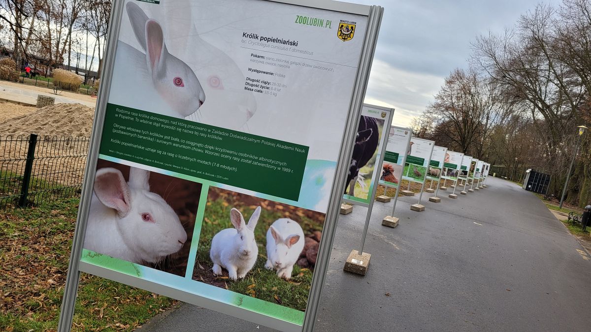 Wystawa zapowiada nową atrakcję w zoo