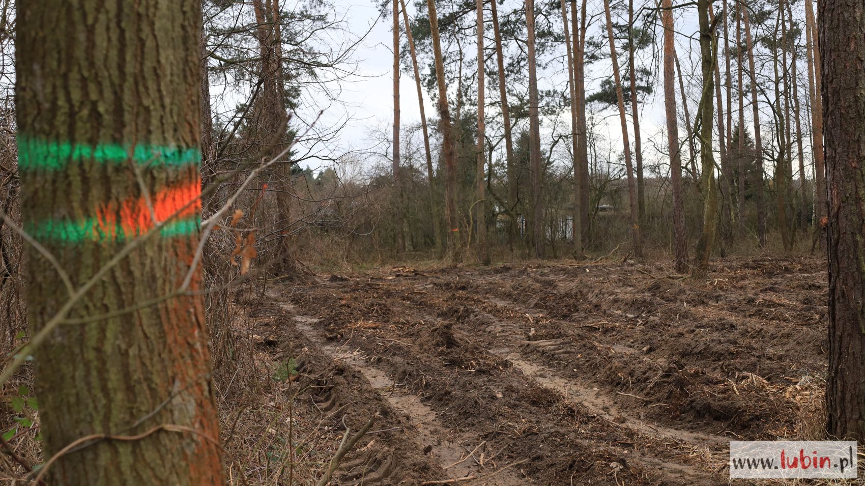 Las znów dostępny dla mieszkańców