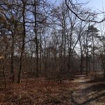 nadleśnictwo, Wende, las, 07.02 (18)