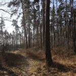 nadleśnictwo, Wende, las, 07.02 (19)