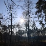 nadleśnictwo, Wende, las, 07.02 (20)