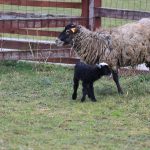 narodziny, zoo, owca wrzosówka, 2023 (1)