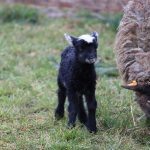 narodziny, zoo, owca wrzosówka, 2023 (3)