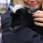 narodziny, zoo, owca wrzosówka, 2023 (5)