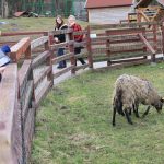 narodziny, zoo, owca wrzosówka, 2023 (6)