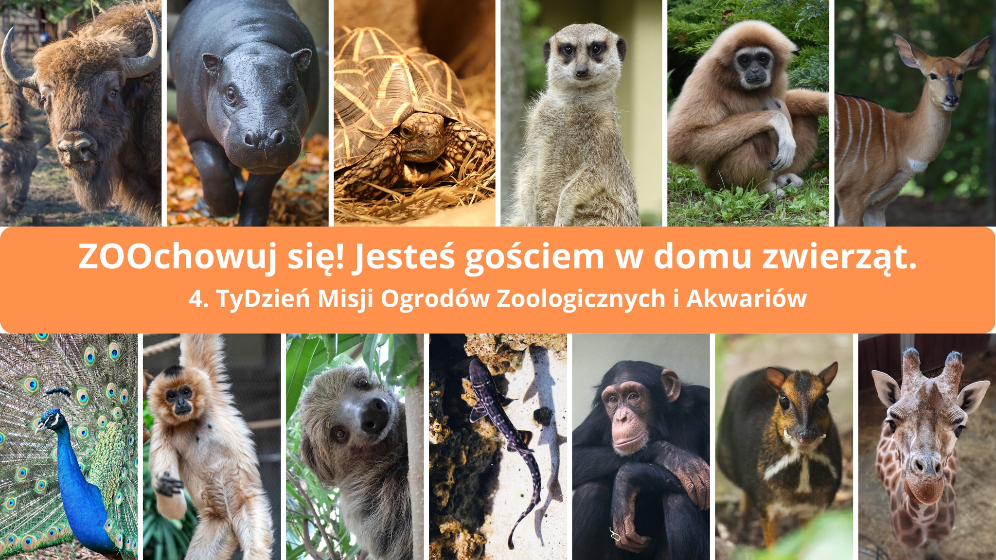 ZOOchowuj się! Przyłącz się do zoologicznego święta