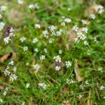 IMG_3961-1024×683
