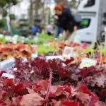 Lubiński Festiwal Kwiatów i Roślin 2023 (3)