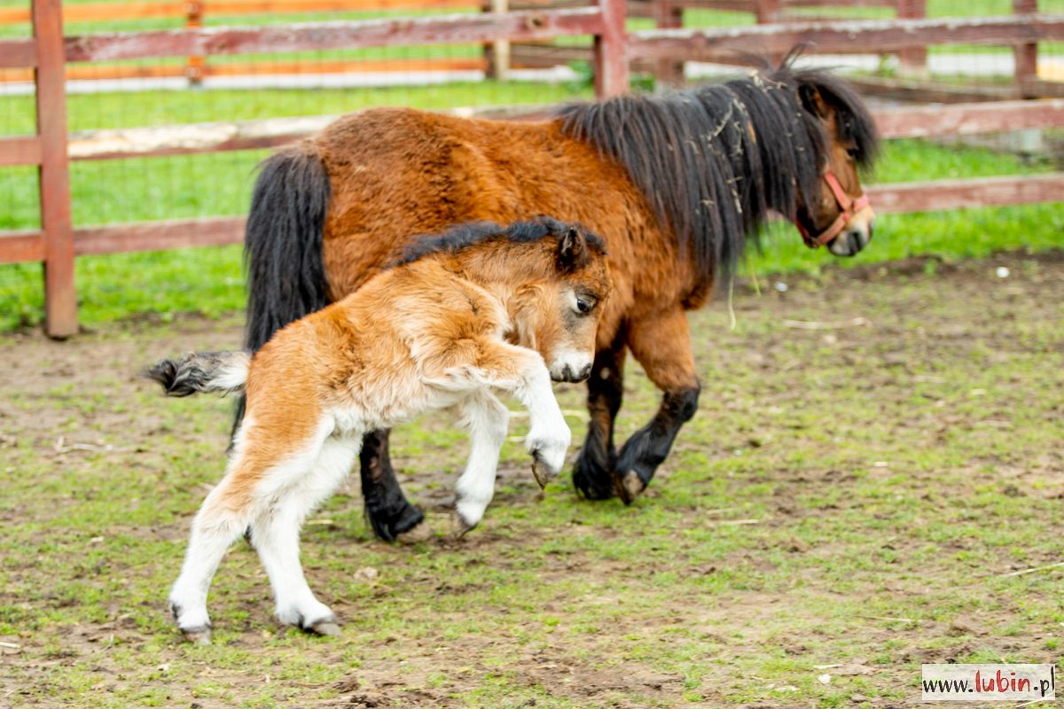 Kolejne narodziny w lubińskim zoo