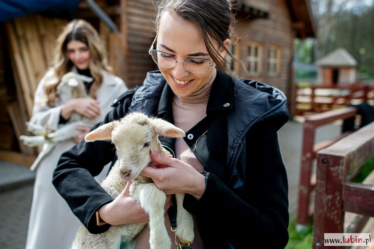 Trzy owce i kuc – kolejne narodziny w zoo