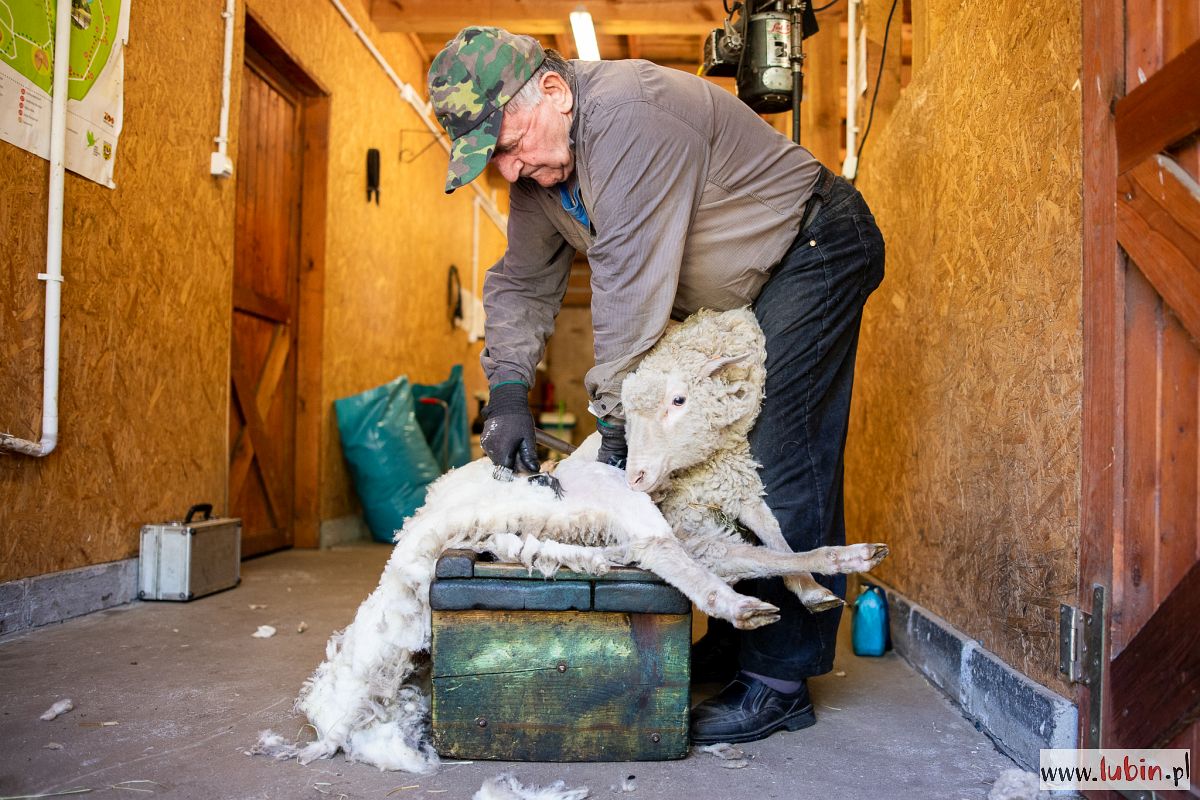 Wiosenna metamorfoza lubińskich owiec