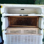 światowy dzień pszczół, zoo lubin, 20.05.2023 r (2)