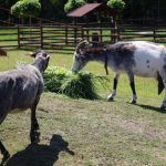 urodziny zoo, 01.06.2023 r (11)