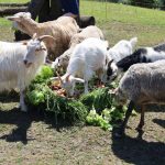 urodziny zoo, 01.06.2023 r (12)