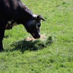 urodziny zoo, 01.06.2023 r (26)