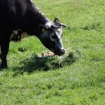 urodziny zoo, 01.06.2023 r (27)