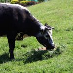 urodziny zoo, 01.06.2023 r (28)